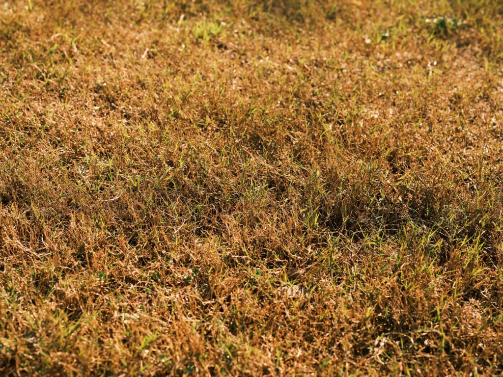 dead lawn replaced with artificial grass los angeles
