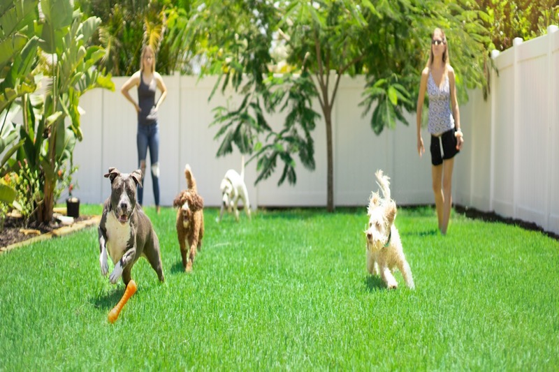 synthetic grass large backyard los angeles