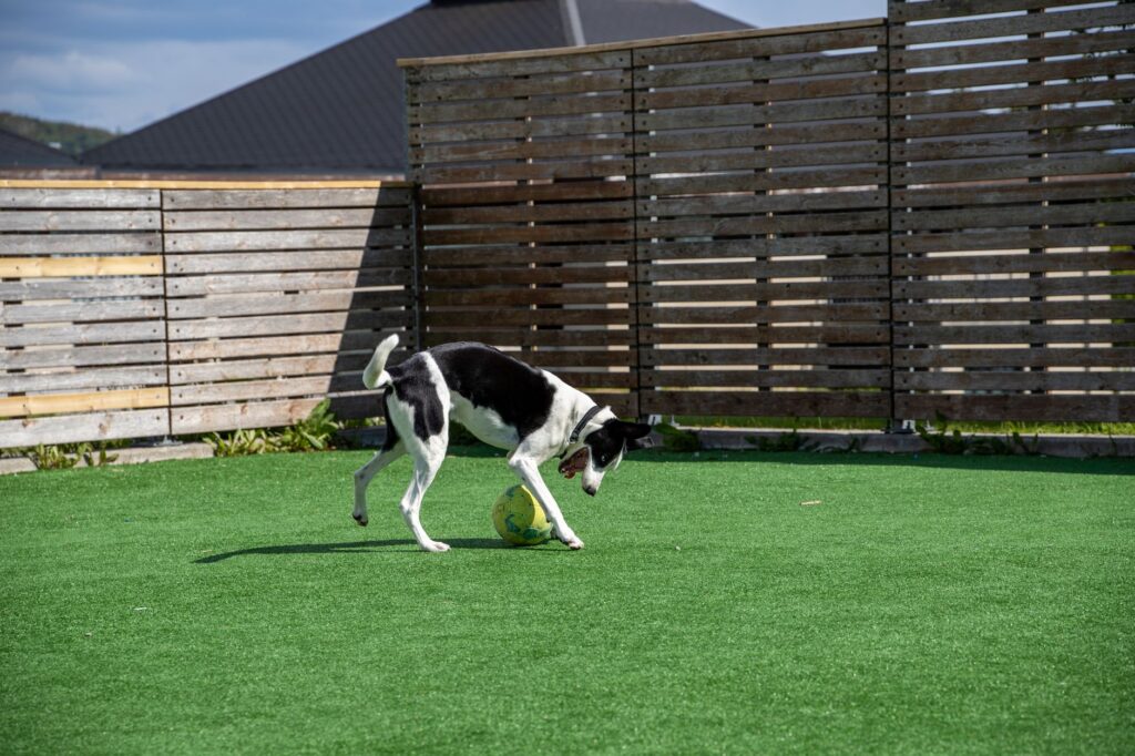 dog on artificial grass pet turf los angeles