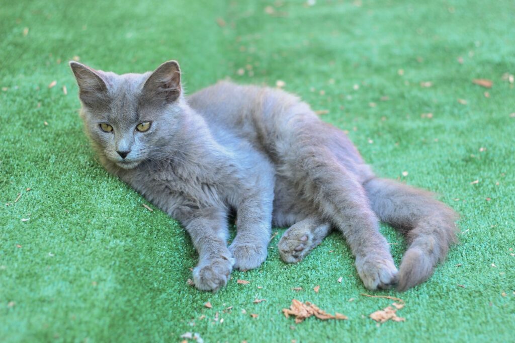 artificial turf pet area drainage system los angeles