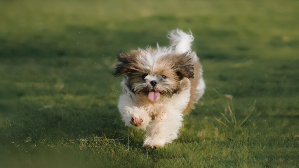 artificial grass dog run enclosure yard los angeles
