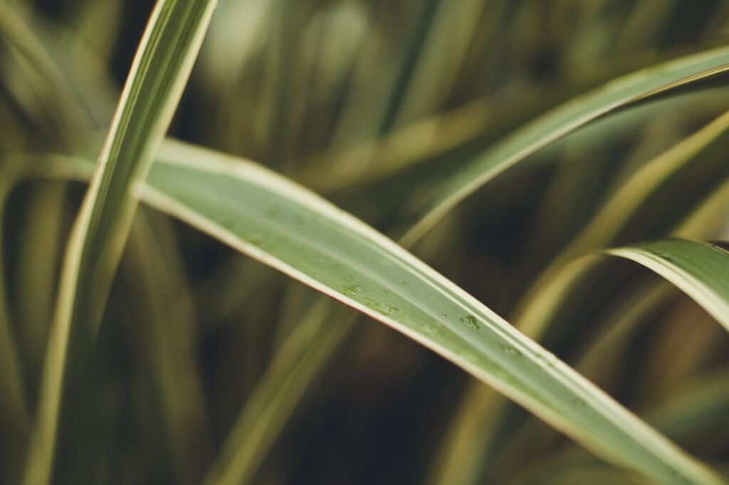 artificial grass blades closeup macro green texture